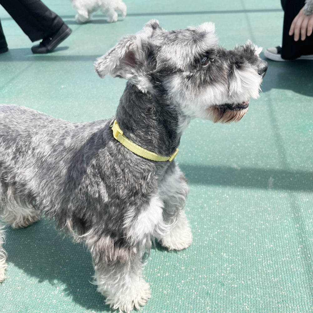 生徒が撮影したモデル犬写真♪②